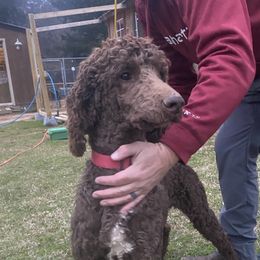 Deacon - Poodle