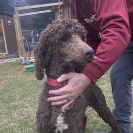 Deacon - Poodle