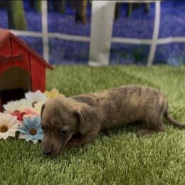 Cream Brindle Smooth Male - Cream male Dachshund puppy in Killeen, Texas from Southern Dachshunds