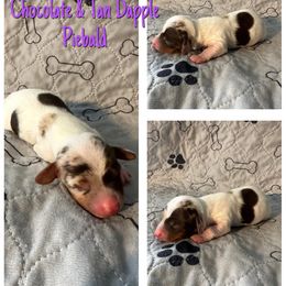 Flynn rider - Chocolate and tan male Dachshund puppy in Corona, California from Over The Moon Dachshunds