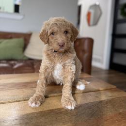 Plaid Tartan - Apricot male Goldendoodle puppy in Garland, Texas from Twilight Doodles