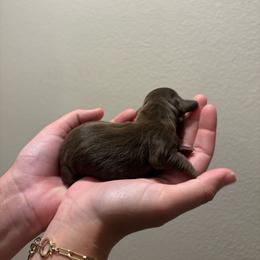 Minie - Chocolate male Dachshund puppy in Riverside, California from Mir and Dachshunds
