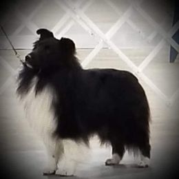 Shetland Sheepdog All Grown Up from Spring Valley shelties