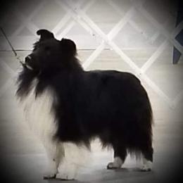 Shetland Sheepdog All Grown Up from Spring Valley shelties