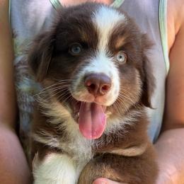 Oak - Red tri male Miniature Australian Shepherd puppy in Ringgold, Louisiana from Barrett's Buddies