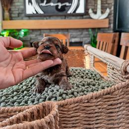 Bernedoodle, Cavapoo, Cavapoochon, Goldendoodle, Poodle, and Yorkipoo Puppies from Anchor Dogs
