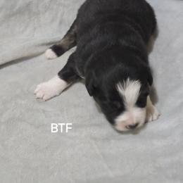 Girl 2 - Black tri female Miniature Australian Shepherd puppy in Bend, Oregon from Badlands Toy and Mini Aussies