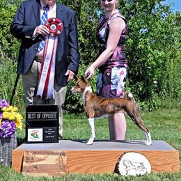 V - Basenji