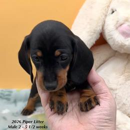 Male 2 - Black and tan male Dachshund puppy in Huggins, Missouri from RJ's Miniature Dachshunds