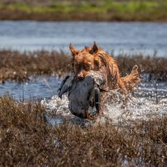 Nova Scotia Duck Tolling Retriever Puppies from Temperis Tollers