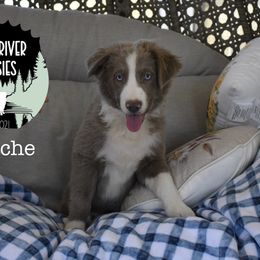 Apache - Red tri male Miniature Australian Shepherd puppy in California from Eagle River Aussies