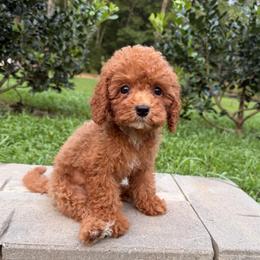 Duke - Red male Cavapoo puppy in Midland, North Carolina from Rocky River Cavapoos
