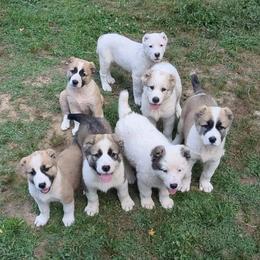Australian Cattle Dogs and Central Asian Shepherd Dogs from Red Desert Australian Cattle Dogs