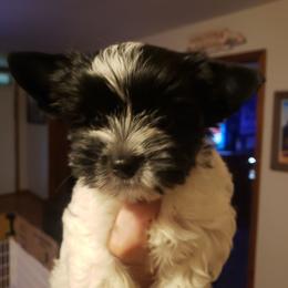 Nova - Parti female Yorkshire Terrier puppy in Mattoon, Illinois from Strohlz Yorkies