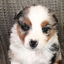 Lainey - Blue merle female Australian Shepherd puppy in Lebanon, Oregon from Mt. Hope Aussies