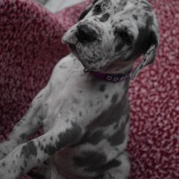 Purple Collar Blue Merle Male - Merlequin male Great Dane puppy in Alvarado, Texas from Texas Blue Danes