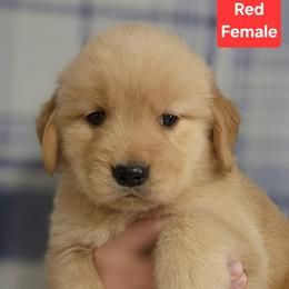 Promise Red Female - Golden female Golden Retriever puppy in Wauseon, Ohio from Golden Sunrise Retrievers