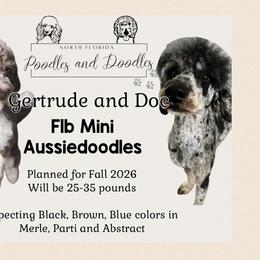 Aussiedoodle puppies from North Florida Poodles and Doodles