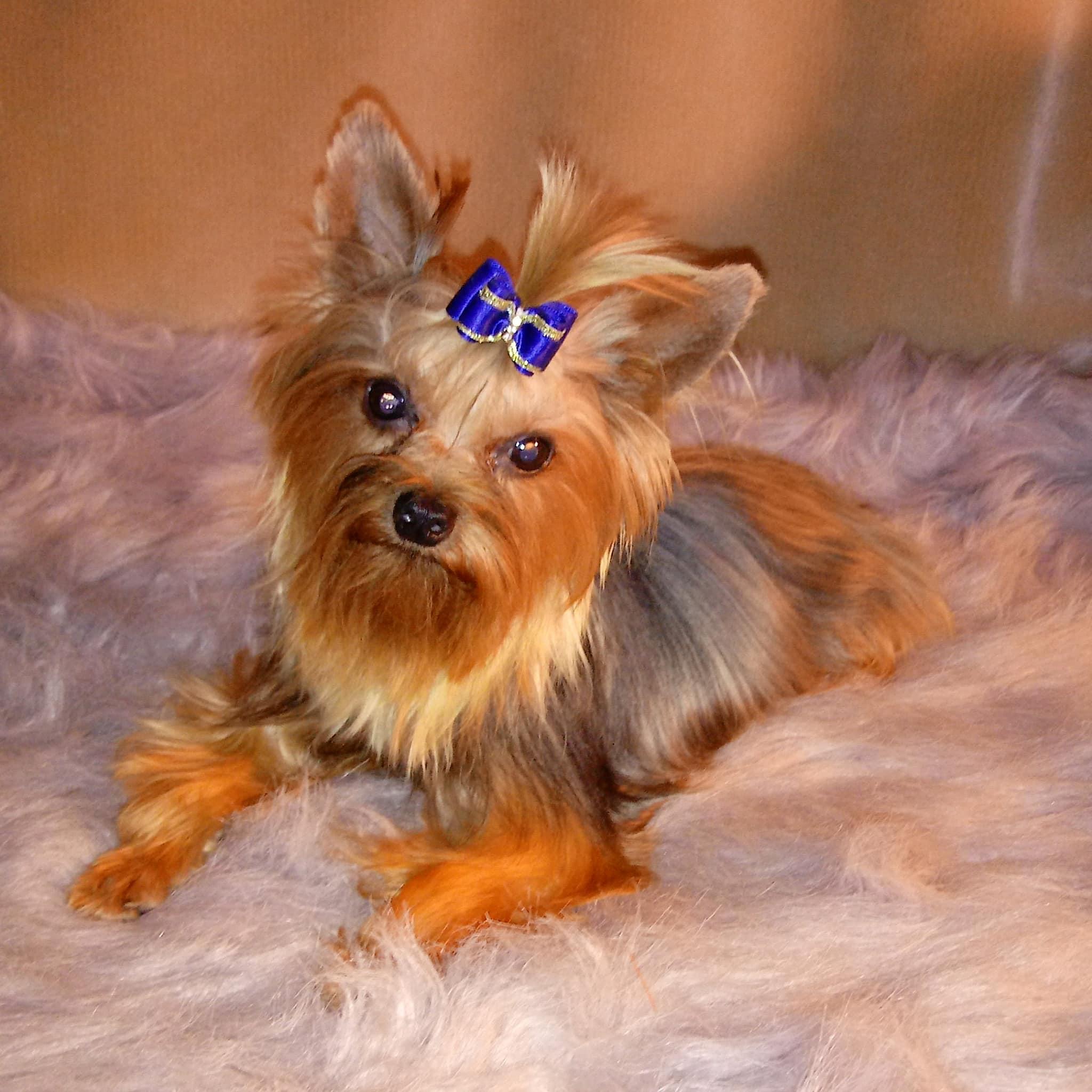 Precious Little Yorkies in Arkansas Yorkshire Terrier puppies Good Dog