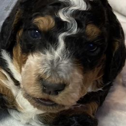 Aussiedoodles and Bernedoodles from GRand Doodles