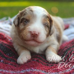 Nougat - Aussiedoodle puppy in Mountain Home, Arkansas from Amos and Oak Doodles