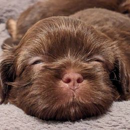 Shih Tzus from Winning Colors Shih Tzu