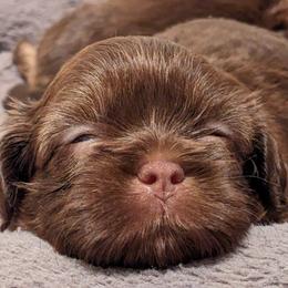 Shih Tzus from Winning Colors Shih Tzu