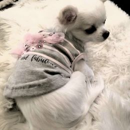 Chihuahua Puppies from Lucky Star Chihuahuas