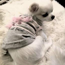 Chihuahua Puppies from Lucky Star Chihuahuas