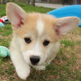 Black Collar Male - Sable male Pembroke Welsh Corgi puppy in Victoria, Texas from Clear Creek Corgis