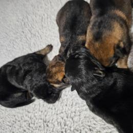 Girl 3 - Black and tan female German Shepherd puppy in Conroe, Texas from Aus der Asche German Shepherds