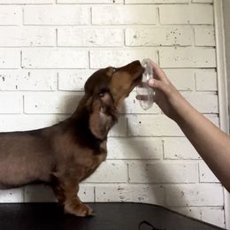 Dachshund Puppies from Evolutionary Hounds