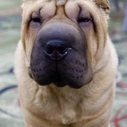 Chinese Shar-Pei Puppies from Blackwitch Farms