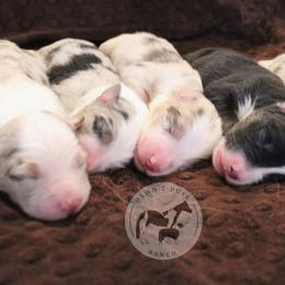 Australian Shepherd Puppies from Dawn 2 Dusk Ranch
