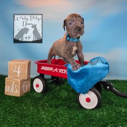 Light blue collar - Blue male Great Dane puppy in Lore City, Ohio from Windy Ridge Danes