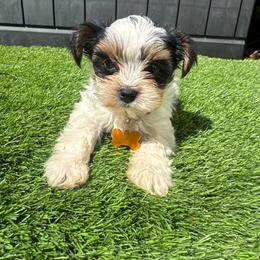 Boy Yellow - Parti male Yorkshire Terrier puppy in Massachusetts from Happy Tail Yorkies and Maltese