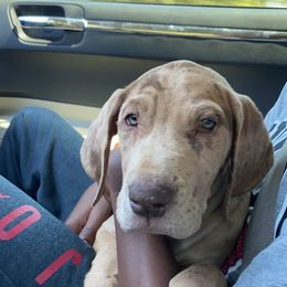 Great Dane and Yorkshire Terrier Puppies from Graham’s Danes