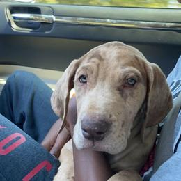 Great Dane and Yorkshire Terrier Puppies from Graham’s Danes