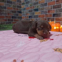 Daisy - Chocolate and tan female Miniature Pinscher puppy in Baton Rouge, Louisiana from Pike's Pups