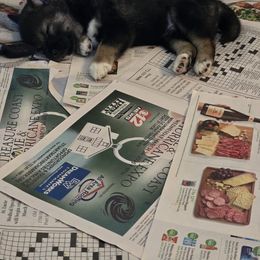 Shiba Inu Puppies from ScrapiShibas