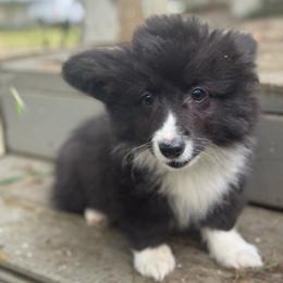 Gretchen (green) fluffy - Black and white female American Corgi puppy in East Oakdale, California from Rhettro Kennels