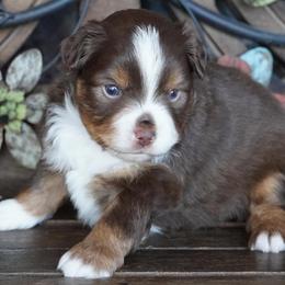 Red Tri Male - Red tri male Miniature Australian Shepherd puppy in Lawton, Oklahoma from Lindsey’s Aussies