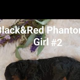 Poodle Puppies from Caboodles of Poodles