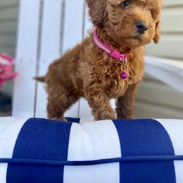 Goldendoodle Puppies from Hope Lane Kennels