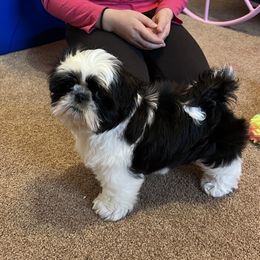 Shih Tzu Puppies from Sweetbriar Shih Tzu