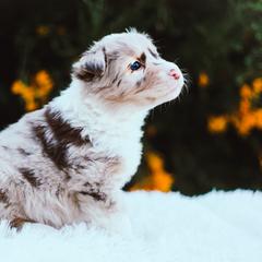 German Shepherd and Sporty Mix Puppies from Savage K9 Kennels