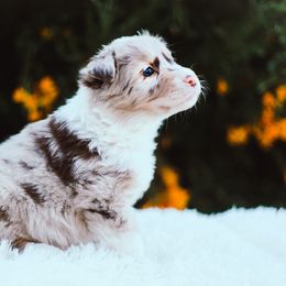German Shepherd and Sporty Mix Puppies from Savage K9 Kennels