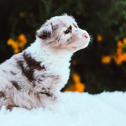 German Shepherd and Sporty Mix Puppies from Savage K9 Kennels