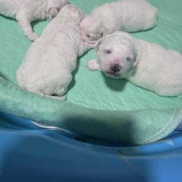 Girl 1 - White female Bichon Frise puppy in Grass Lake, Michigan from Waterloo Bichons AKC