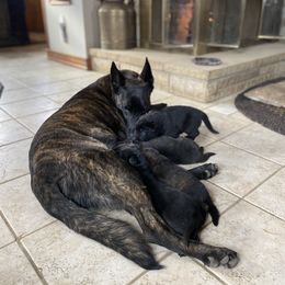 Dutch Shepherd Puppies from Dutch Den